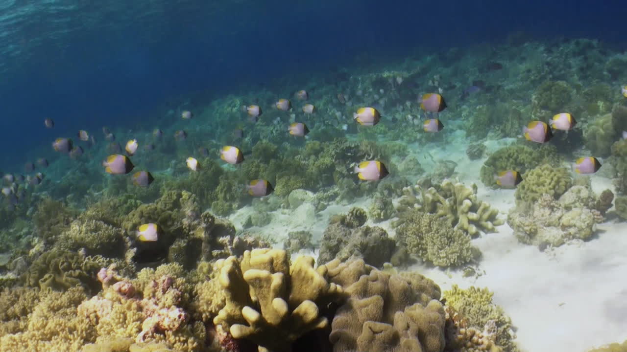 arrecife superior con corales saludables y docenas de peces mariposa, indo-pacífico