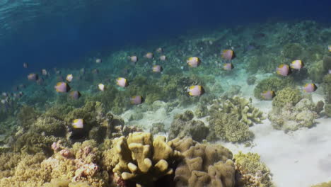 arrecife superior con corales saludables y docenas de peces mariposa, indo-pacífico