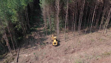 Yellow machine is harvesting cut wood in the forest, deforestation for industry, cutting lumber, above view