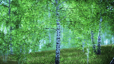 spring in the birch grove forest