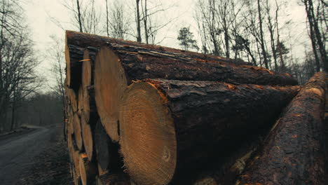 a pile of logs in a forest of bare trees