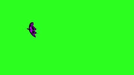 animated colorful beauty butterfly on green screen chroma key