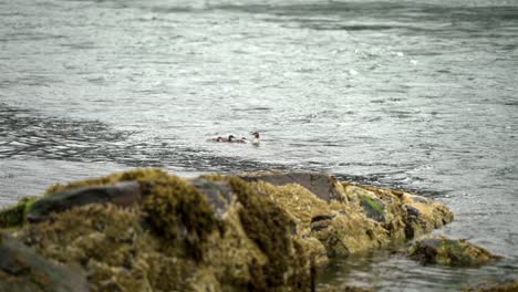 Madre-Pato-Y-Patitos-Nadan-A-Través-Del-Lago-En-Cámara-Lenta-Mientras-Las-Gotas-De-Lluvia-Caen-Sobre-La-Superficie