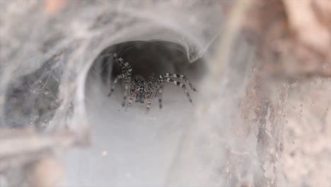 Una-Araña-Que-Se-Encuentra-En-Los-Bosques-De-Tierras-Bajas-Con-Una-Trampa-De-Telaraña-En-El-Suelo-Diseñada-Como-Un-Embudo-Que-Se-Estrecha-De-Ancho-A-Un-Túnel-Angosto-En-El-Que-Llevará-A-Su-Presa-Al-Interior