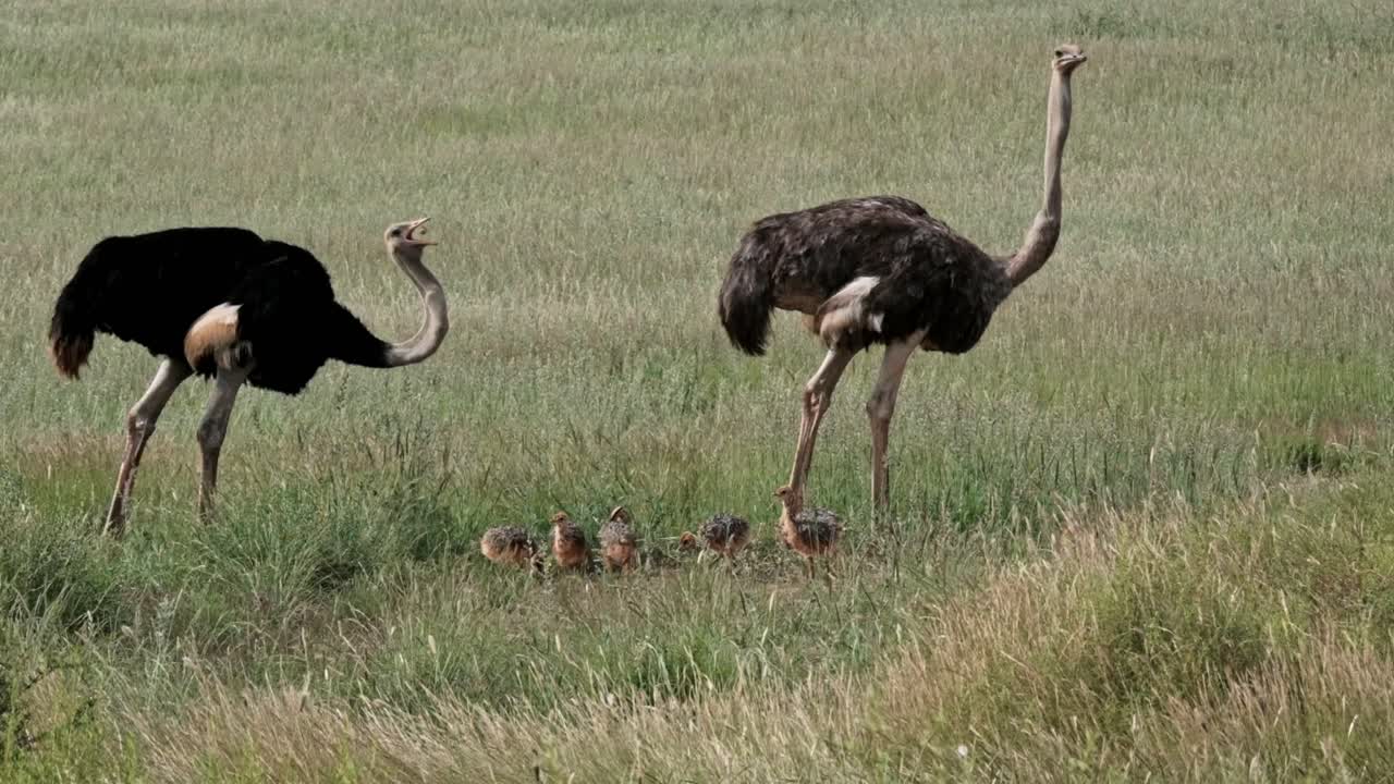 Struzzi genitori con i loro pulcini nel Kalahari