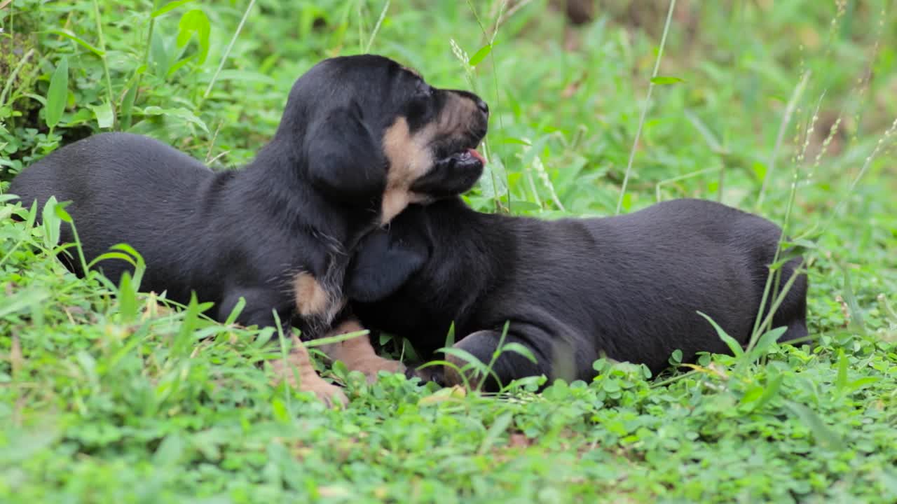 Cute Dachshund puppies cuddling in the grass, newborn pups yet to discover the world, barely open the eyes