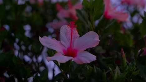 Primer-Plano-De-La-Magnífica-Planta-De-Flor-De-Hibisco