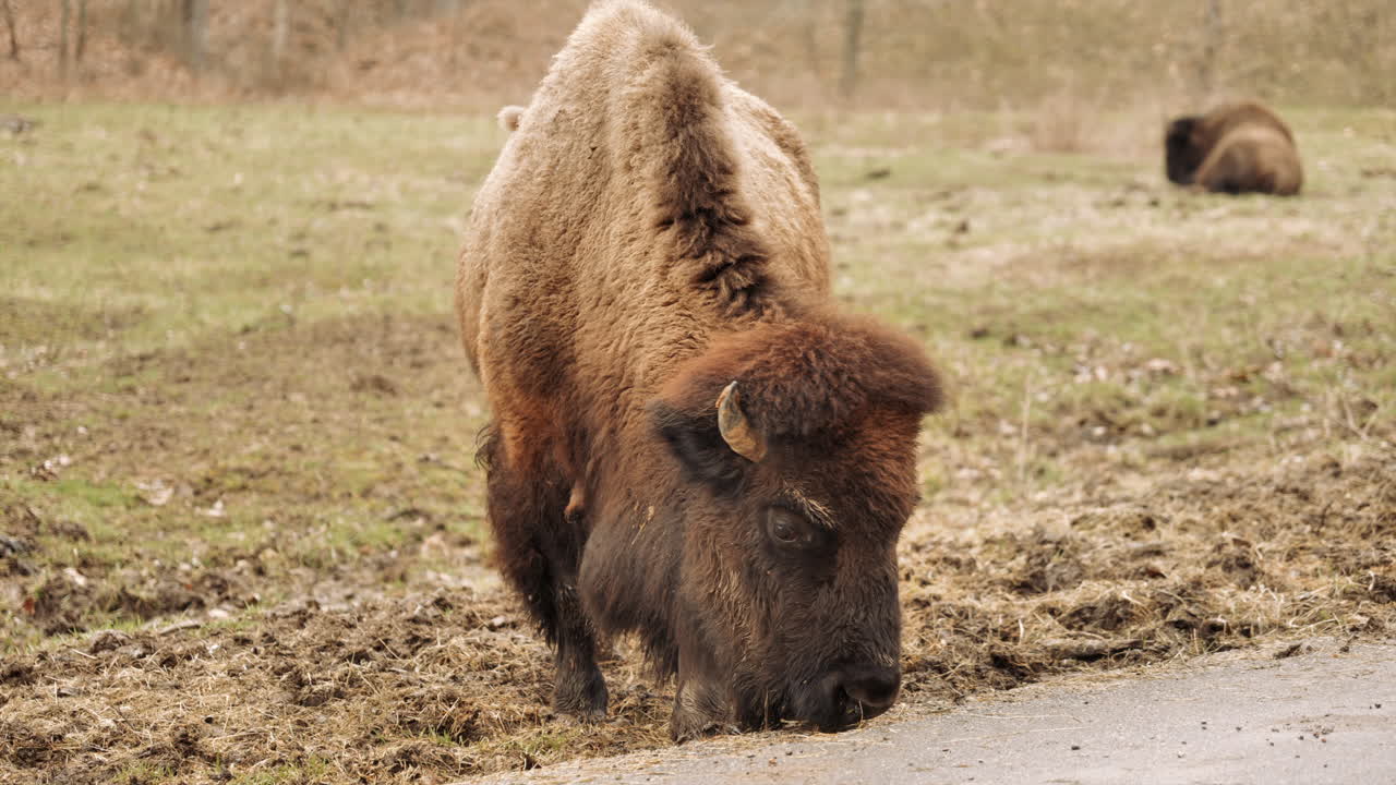 bisonte pastando al costado de la carretera