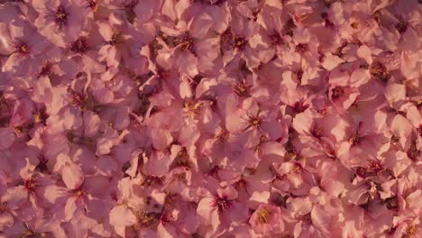 background of almond flowers in blossoms under water effect