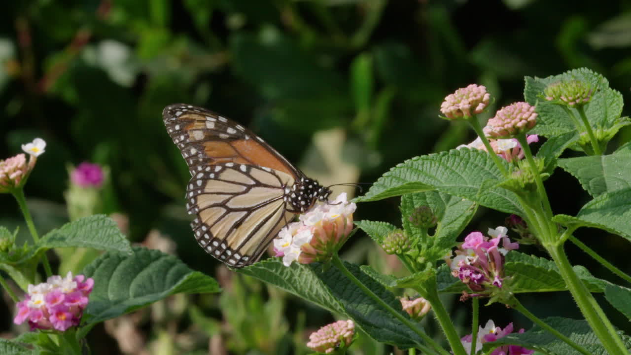 Farfalla monarca su fiori di lantana