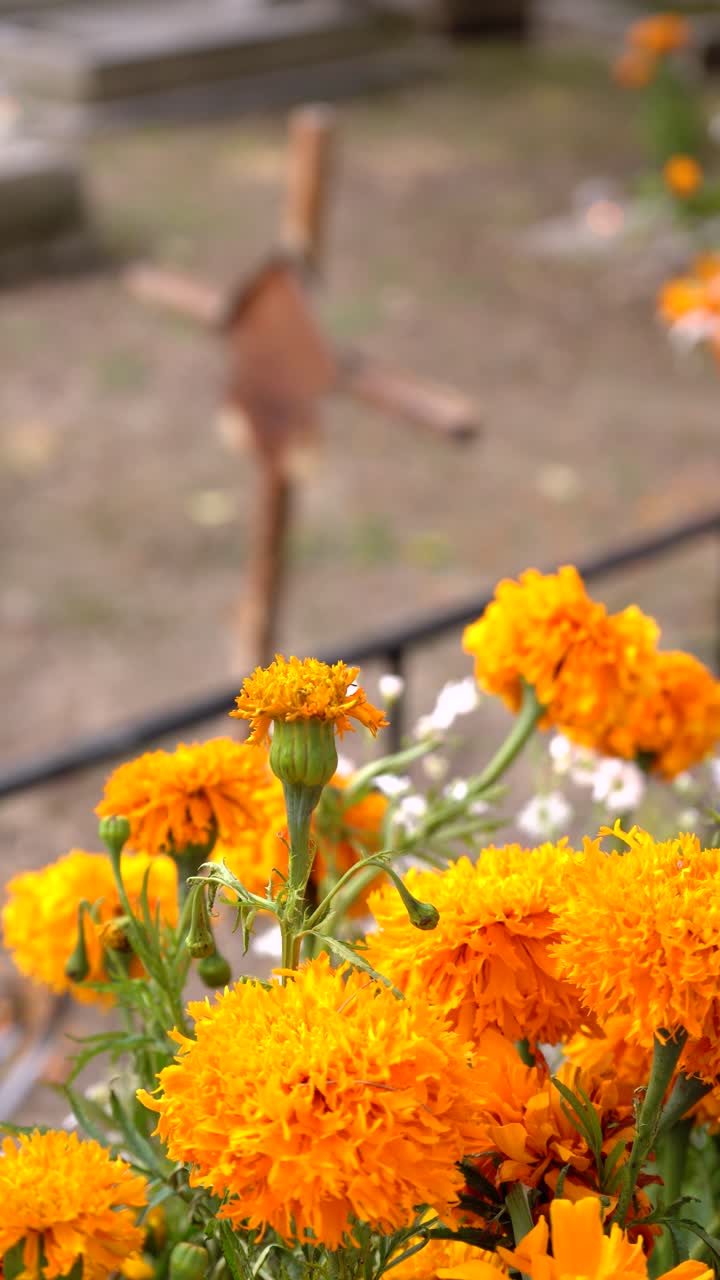 Fiori di calendula luminosi con sfondo sfocato creano un'atmosfera di pace