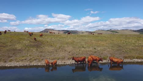 Free-Range-Cattle-Herd-of-Cows-Grazing-Freely-Along-Lake-Pasture,-Drinking-Water-|-Grass-Fed-Beef-Agriculture-Farming-Livestock-,Cattle-Ranching-|-Migrating-Roaming-Freely,-Ethical-Farming-|-1-of-12