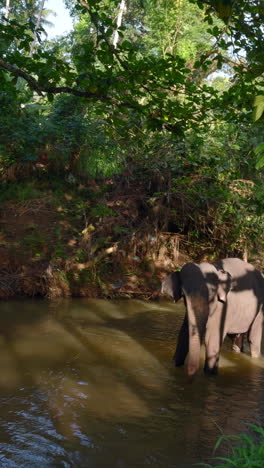 elephant bathing in a tropical river