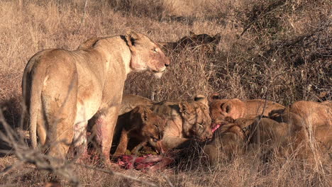 a lioness stands watch over her cubs as they feed on a carcass