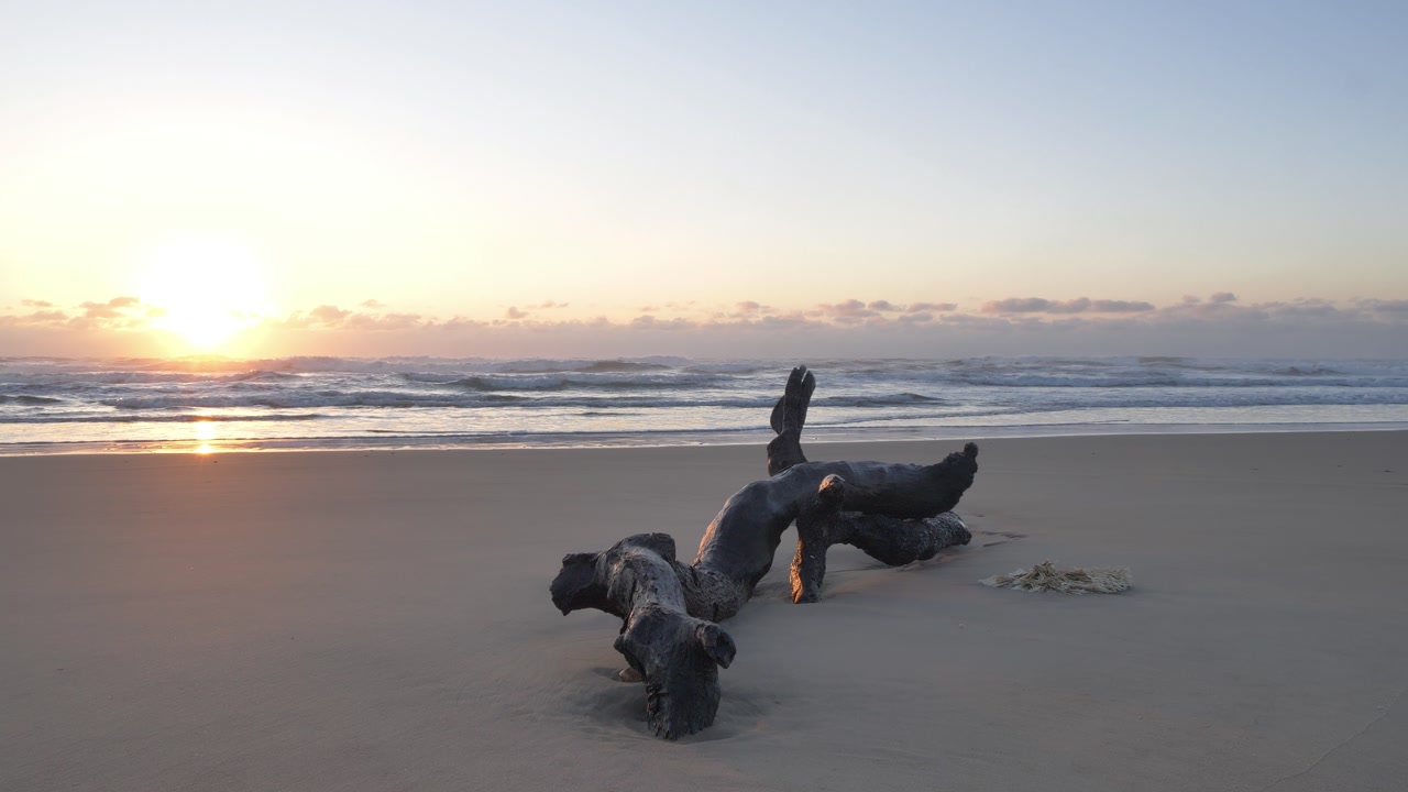 Golden sun ascends above the horizon, casting warm light on gentle ocean waves and a piece of weathered driftwood worn smooth by tides and time, with a strand of seaweed.