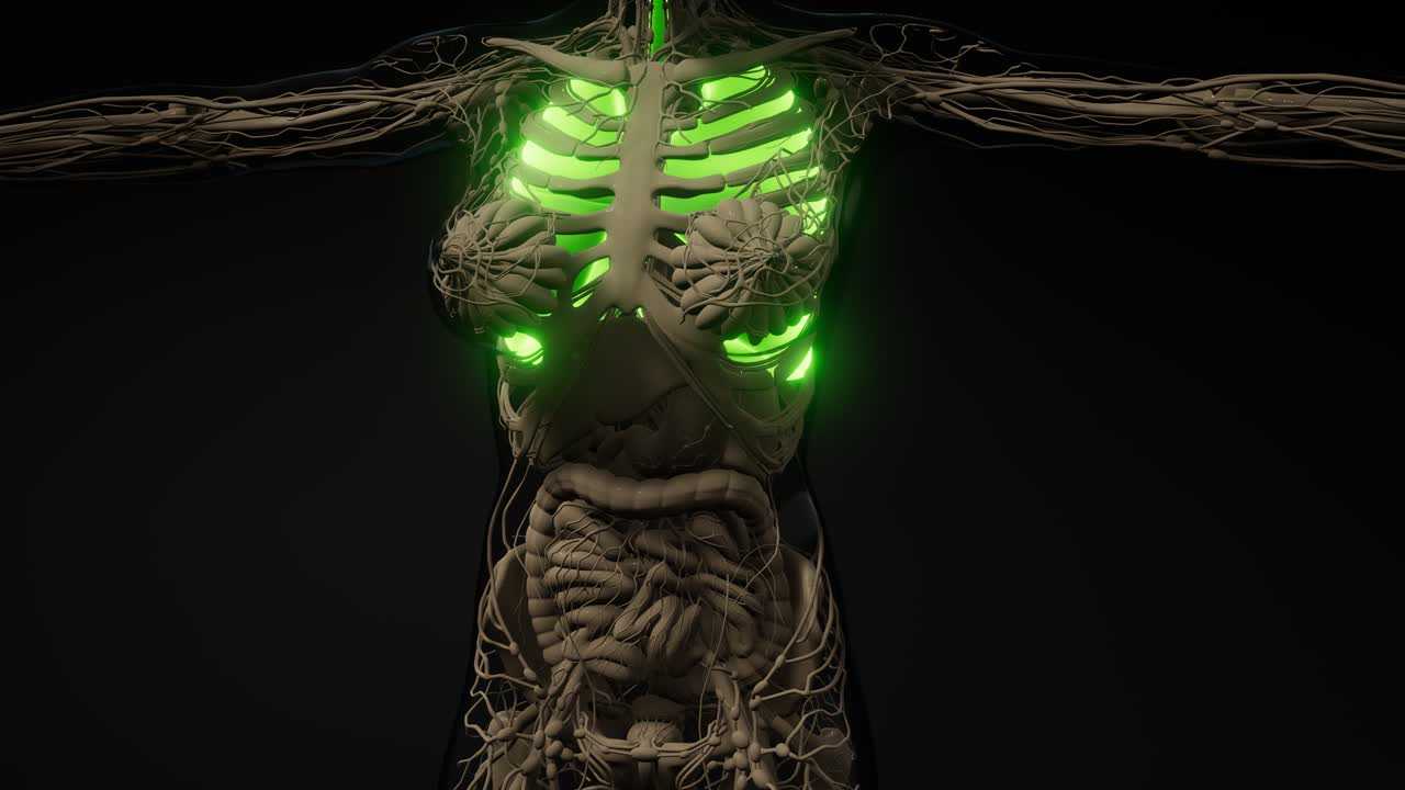 examen radiológico de los pulmones humanos