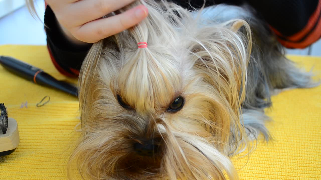 Pettinatura di un Yorkshire terrier. Acconciatura di un Yorkshire terrier