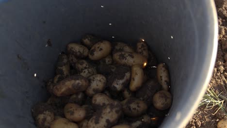 close-up of freshly harvested potatoes falling into a bucket