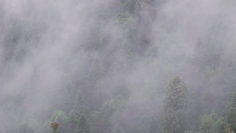 Aerial-moody-mountain-forest-close-up-view-with-telephoto-lens-tilt-up-end-4K