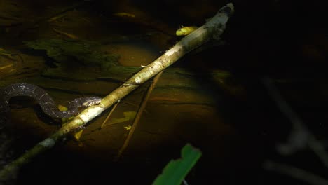 young banded water snake moves into frame from left to right