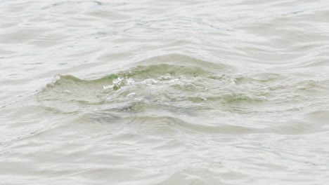 eurasian coot diving and resurfacing in water