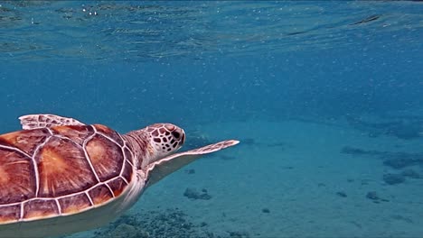 Tortuga-Marina-Nadando-Libremente-En-Agua-De-Mar-Azul-Profundo---Toma-Submarina