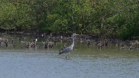 facing to the right during a windy day as it is wading in the water, grey heron ardea cinerea, thailand