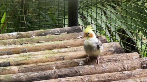 cockatiel in a bamboo cage