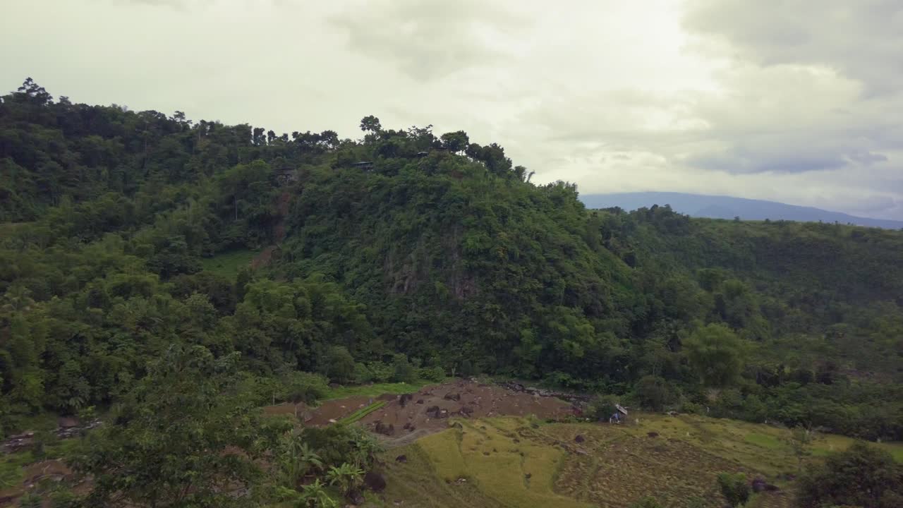 una toma panorámica lenta de izquierda a derecha del bosque