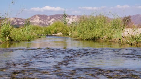 Arroyo-Del-Desierto-Corriendo-Pacíficamente-Con-Plantas-Verdes-Balanceándose-En-La-Brisa