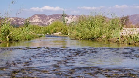arroyo del desierto corriendo pacíficamente con plantas verdes balanceándose en la brisa