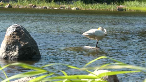 Lone-Bewick's-swan-stands-on-one-leg-resting-on-rock-in-lake-on-summers-day