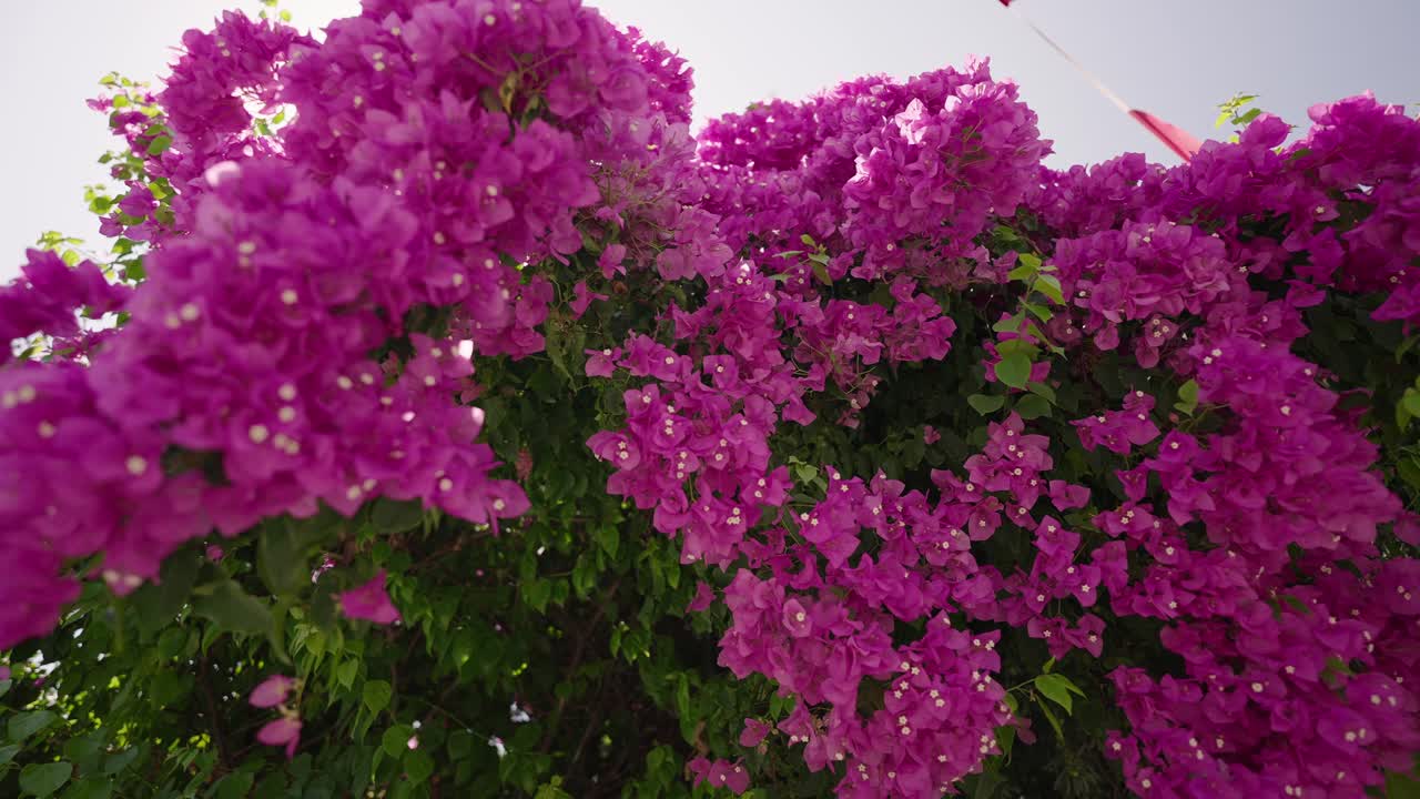 Vibrant Purple Bougainvillea Flowers Swaying Gently in the Breeze
