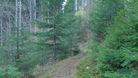 POV-Schuss-Zu-Fuß-Auf-Einem-Bergigen-Waldweg