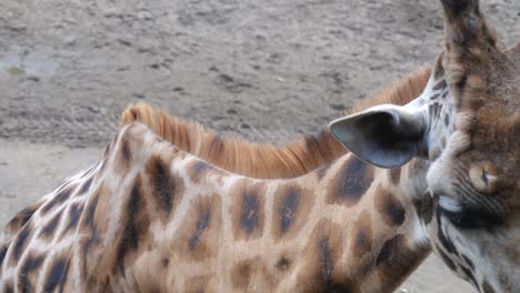 Jirafa-Somalí-Comiendo-En-Un-Zoológico-En-Amersfoort,-Países-Bajos---Primer-Plano