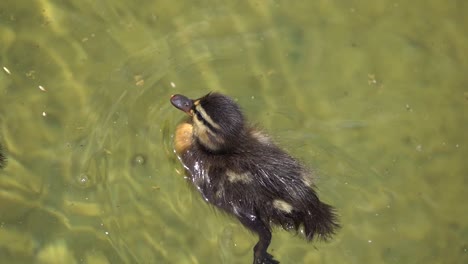 Entenküken-Fressen-Futter-Am-Wasser-Des-Flusses-In-Einem-Parksee