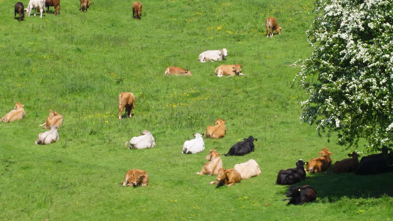 夏のイングランド南東部、緑豊かな牧草地で草を食み休む肉牛の群れを、カメラが左から右へとパンする。