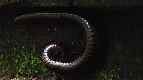 closeup of millipede munching on mossy geen rock