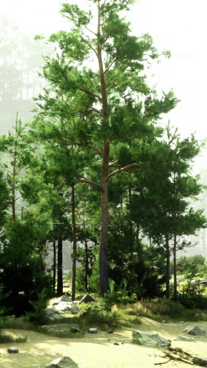 Scenic view of a tranquil forest by a river in bright daylight