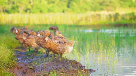 Flocks-of-duck-on-the-rice-field