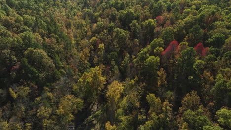 Forest-Scenery-With-Autumn-Foliage-In-Eagle-Hollow,-Arkansas,-USA