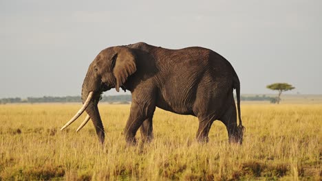 slow motion of african elephant in masai mara, kenya, africa, wildlife safari animals, large male with big tusks eating feeding and grazing in beautiful vast savanna in maasai mara national reserve