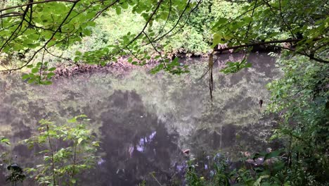 Schöne-Waldspiegelung-Im-See