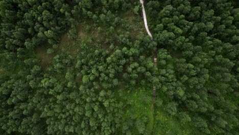 flying over forest with wooden path top down shot in senja norway