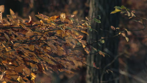 Zweig-Mit-Gelben-Herbstblättern-Hinter-Verschwommenen-Grashalmen,-Flacher-Fokus