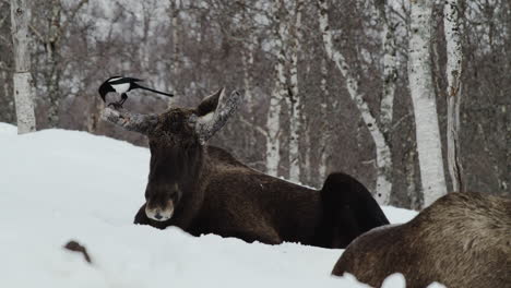 pájaro urraca picoteando en el cuerno de un alce acostado en un bosque nevado