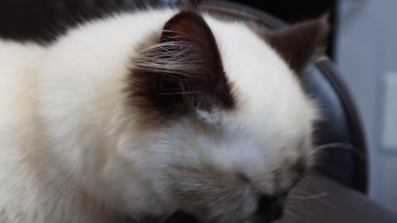 Gattino Ragdoll triste che si lecca la zampa e si pulisce il muso sul divano2.