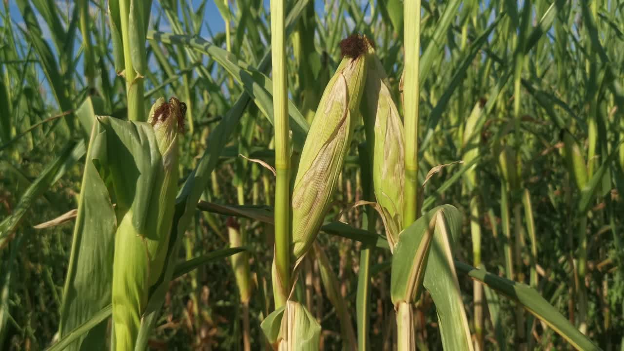 tres mazorcas de maíz que crecen y maduran dentro de un campo de maíz iluminado por el sol en una cálida mañana de verano