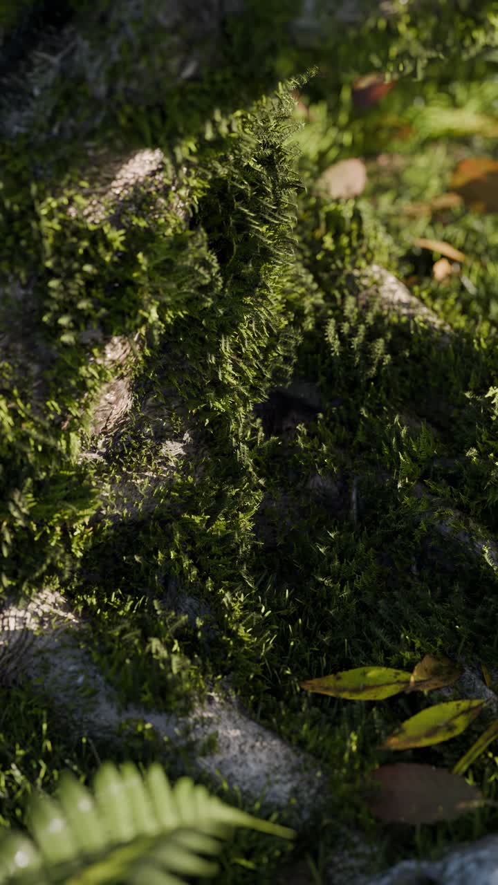 Primo piano di radici di albero e muschio