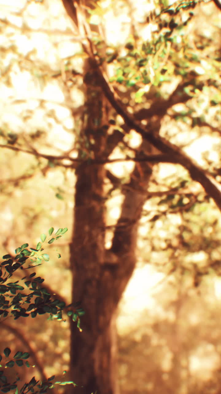 빛이 비치는 숲